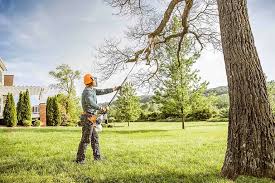 How Our Tree Care Process Works  in Woodbury, MN